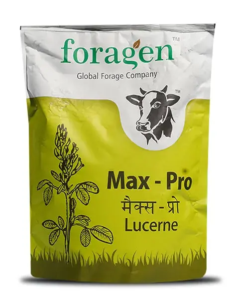 Max- Pro (Lucerne) Forage - Perennial, High Yield, Protein- Rich, Disease Tolerant 1
