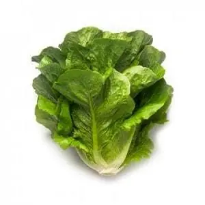 Maximus Rz Cox Lettuce Seeds - Robust Green Cos, Good Head Filling 1