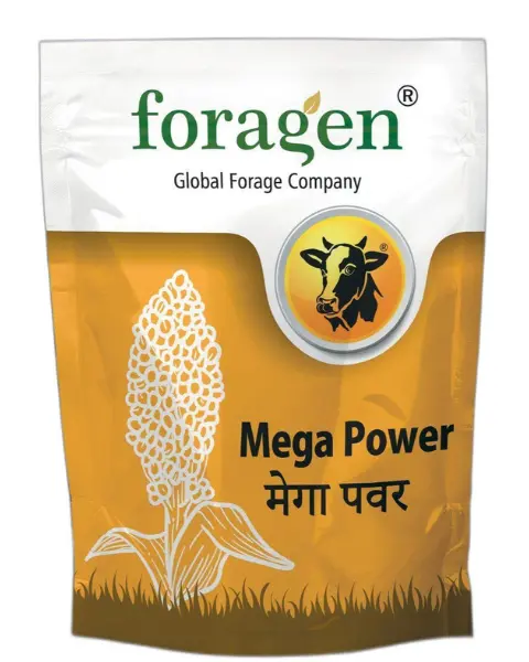 Mega Power - Fodder Sorghum Seeds 1