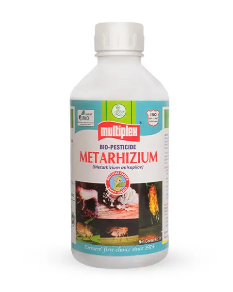 Metarhizium Bio Pesticide 1
