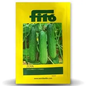 Zoya Cucumber Seeds - Glossy, Juicy, Strong Fast Growing, 18- 20Cm Long 1