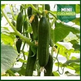 Mini Wonder Cucumber 1