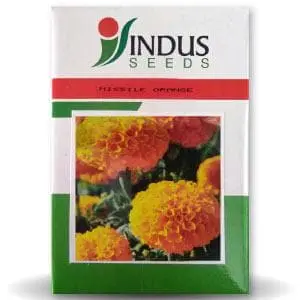 Missile Orange Marigold Seeds 1