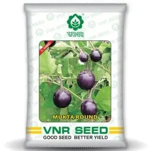 Mukta Round Brinjal 1
