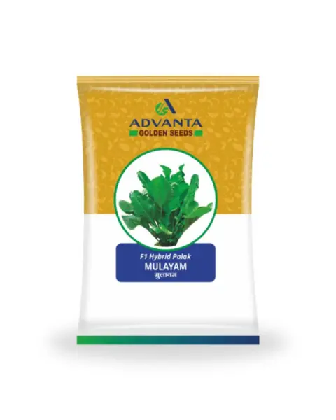 Mulayam F1 Hybrid Palak Seeds 1
