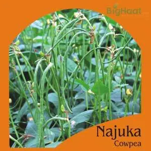 Najuka Cowpea Bush (Bean) (Op) 1