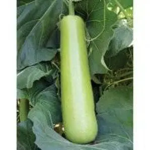 Ns 439 Bottle Gourd ( एन एस 439 लौकी ) 1