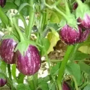 Ns 538 (158) Brinjal 1