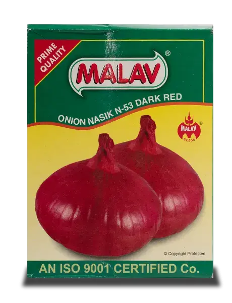 Malav Nasik Red Onion Seeds N-53 1