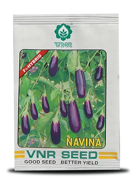 Navina F1 Hybrid Brinjal Seeds - Purple, Long, High Yield 1