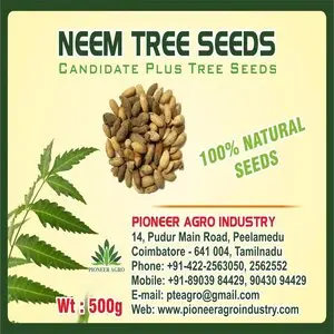 Pioneer Agro Neem Tree Seed (Azadirachta Indica) Seeds 2