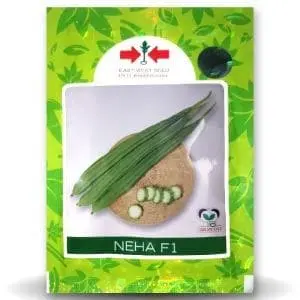 Neha 196 F1 Ridge Gourd (नेहा 196 एफ 1 तुरई ) 1