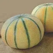 Nirmal 24 Muskmelon 2