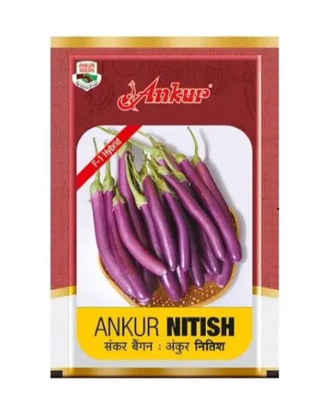 Nitish Brinjal Seeds 1
