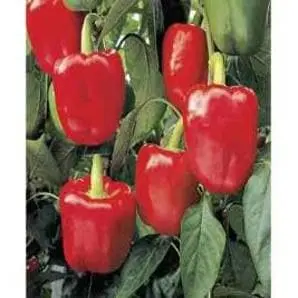 Ns 280 Capsicum (Red) 1