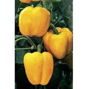 Ns 281 Capsicum (Yellow) 1