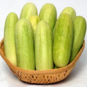 Ns 425 Cucumber 1