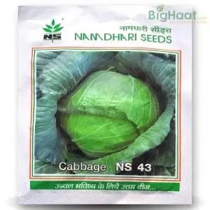 Ns 43 Cabbage Seeds – High-Yield, Flat Head Hybrid 1