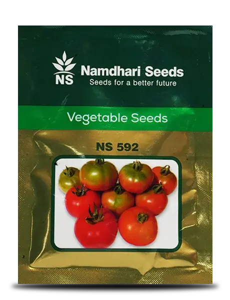 Ns 592 F1 Hybrid Tomato Seeds - Early Maturity, Deep Red, Disease Resistant 1