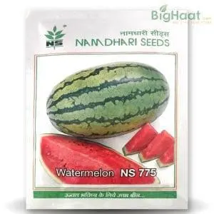 Ns 775 Watermelon Seeds 1