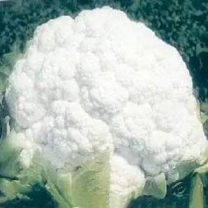 Ns 95 Cauliflower 1