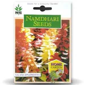 Ns F1 Hybrid Salvia Salsa Flower Seeds 1