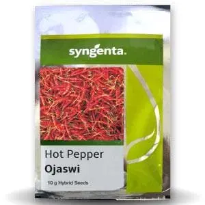 Ojaswi Chilli (Hph-017) 1