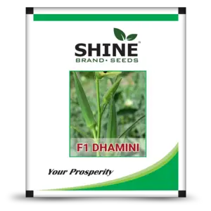 Shine Okra Dhamini F1 Hybrid Seeds 1