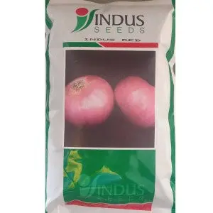Indus Onion Indus Red 1
