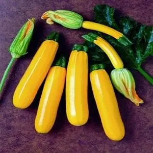 Orelia F-1 Yellow Zucchini 1