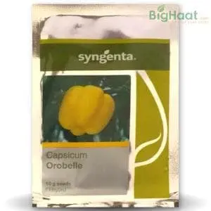 Orobelle Capsicum 1