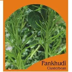 Pankhudi Cluster Beans 1