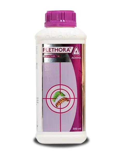Plethora Insecticide – Dual Action Control For Lepidopteran Pests 1