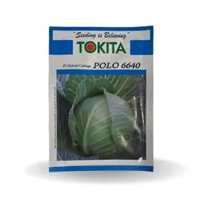 Tokita Polo 6640 F1 Hybrid Cabbage Seeds 1