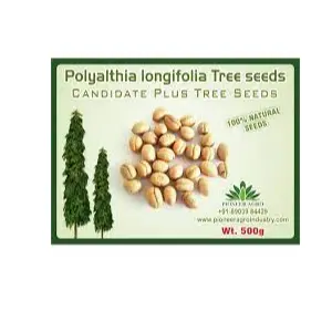 Polyalthia Longifolia Tree Seed 1