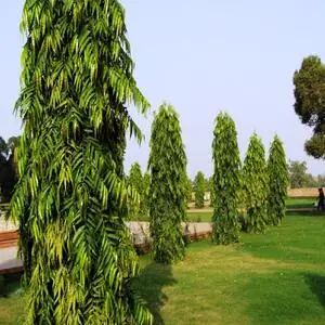 Polyalthia Longifolia Tree Seed 2