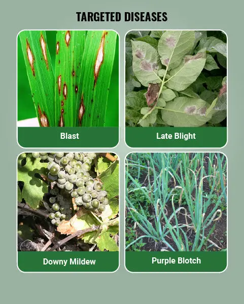 Basf Polyram Fungicide (Metiram 70% Wg) - Broad-Spectrum Disease Control 3