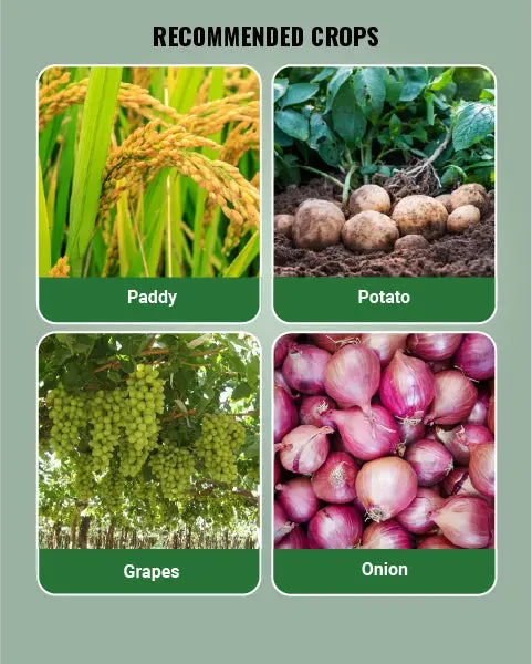Basf Polyram Fungicide (Metiram 70% Wg) - Broad-Spectrum Disease Control 4