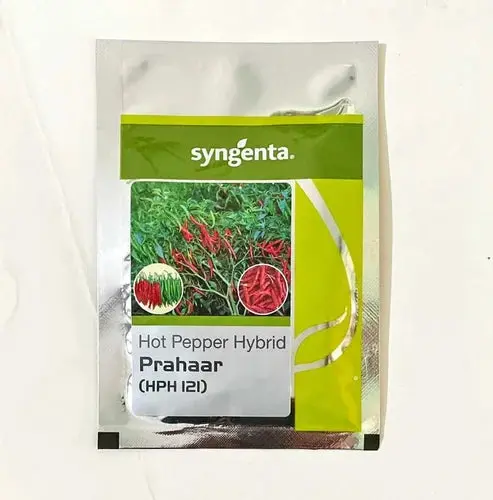 Prahaar (Hph 121) Chilli Seeds 1