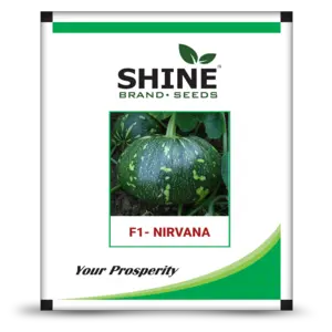 Shine Pumpkin Nirvana F1 Seeds 1