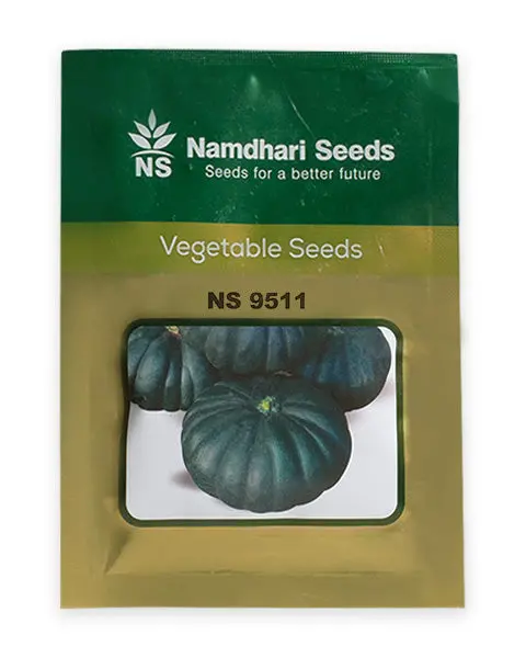 Pumpkin Ns 9511 Seed 1