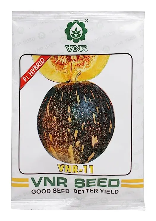 Vnr 11 F1 Pumpkin Seeds - Oval Fruit, Orange- Yellow, High Yield 1