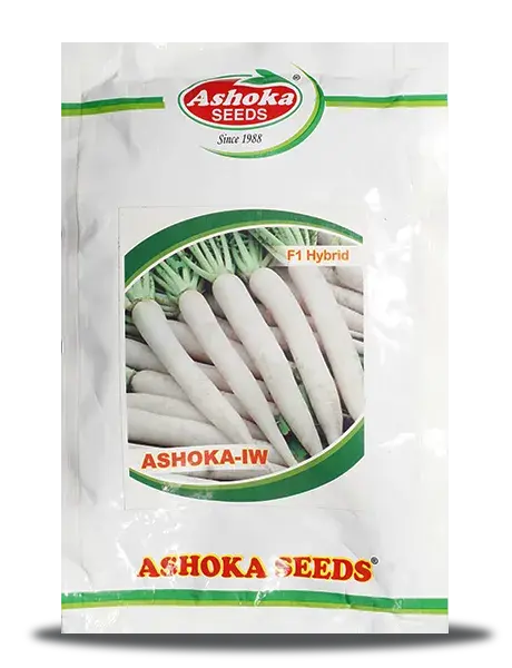 Ashoka Ivory White Radish Seeds - Smooth Skin, Less Pungent, Early 1