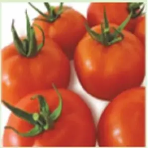 Rakshak Tomato Seeds - High Yield, Tolcv Resistant, Firm Fruit 2