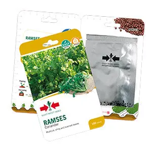 Ramses Coriander 1
