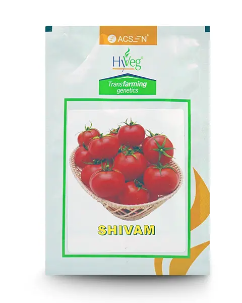 Shivam Tomato ( शिवम टमाटर ) 1