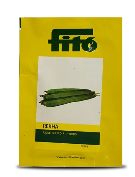 Rekha Ridgegourd 1