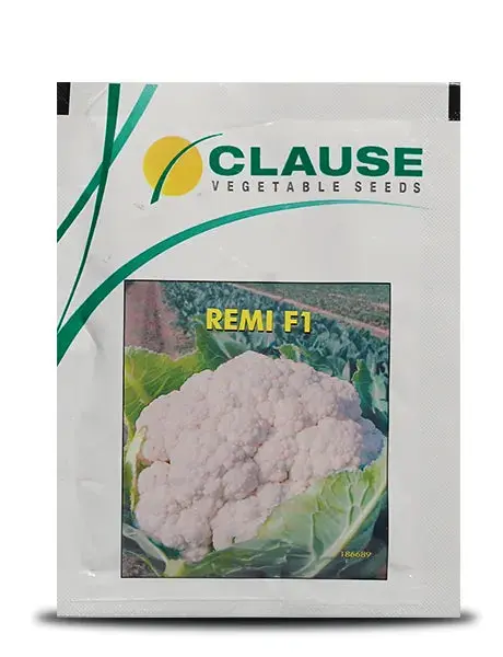 Remi Cauliflower Seeds - Uniform Curd, Early Maturity, Heavy Weight 1