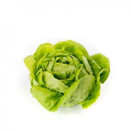 Rex Rz (42-06) Lettuce- Medium Large, Green Butterhead, Slow Bolting Type 1