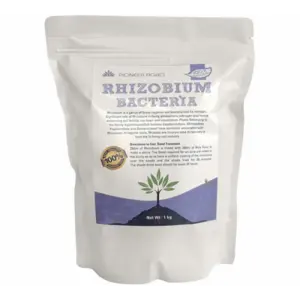 Rhizobium Bacteria (Nitrogen Fixing Bacteria) 1